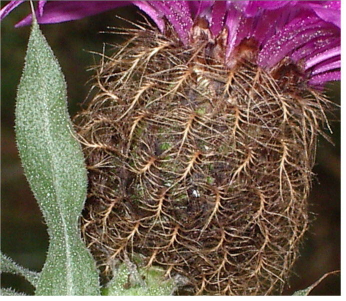Centaurea uniflora / Fiordaliso unifloro